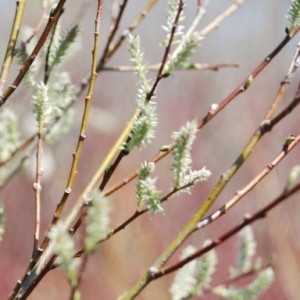 Simcha Celebrations Carousel