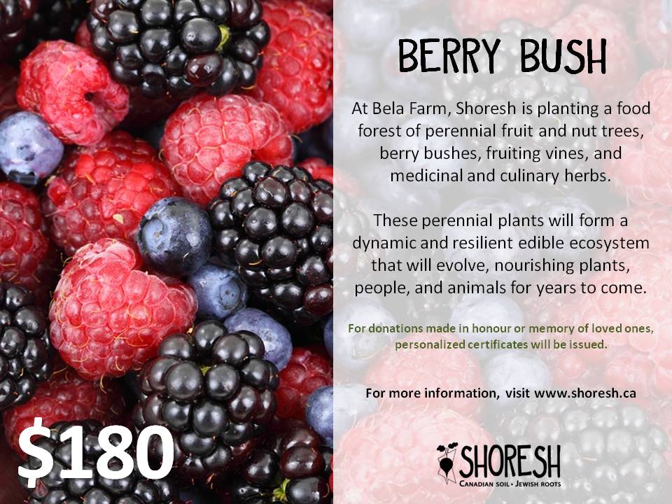 Berry Bush