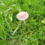 [image description: a small parasol-shaped mushroom growing in a wet grassy area]