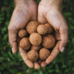 hands holding dry prepared seed balls