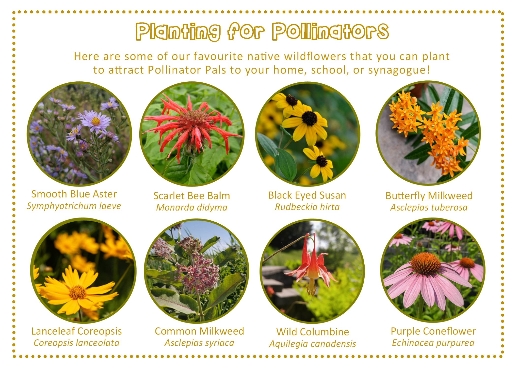 Planting for Pollinators Here are some of our favourite native wildflowers that you can plant to attract Pollinator Pals to your home, school, or synagogue! Smooth Blue Aster Symphyotrichum laeve Scarlet Bee Balm Monarda didyma Black Eyed Susan Rudbeckia hirta Butterfly Milkweed Asclepias tuberosa Lanceleaf Coreopsis Coreopsis lanceolata Common Milkweed Asclepias syriaca Wild Columbine Aquilegia canadensis Purple Coneflower Echinacea purpurea 