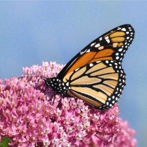 orange and black monarch butterfly pollinating pink milkweed flowers