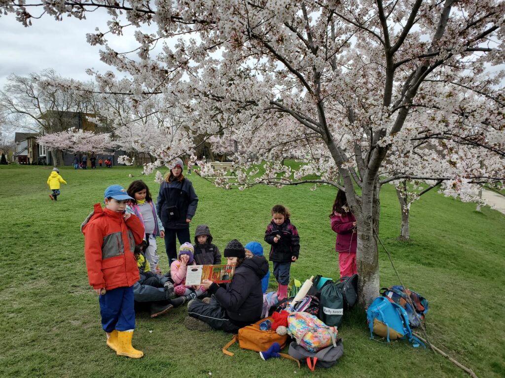 sos CV reading a book under a cherry blossom tree