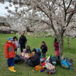 sos CV reading a book under a cherry blossom tree