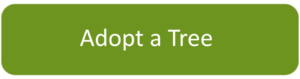 Adopt a tree